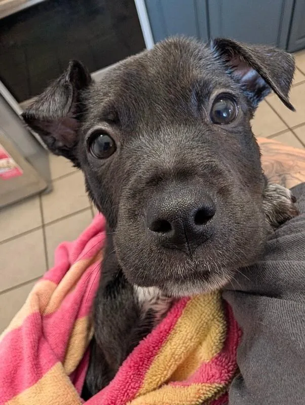 A baby medium-sized female Black Australian Cattle Dog / Blue Heeler dog named Frittata for adoption in Van Nuys, CA