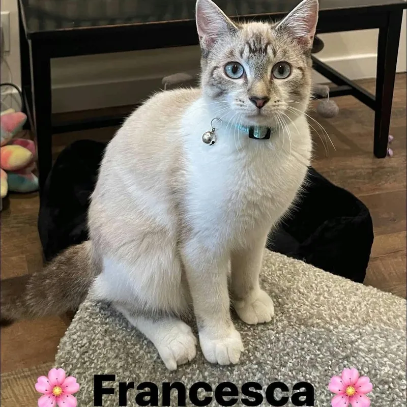 A baby medium-sized female Snowshoe cat named Francesca for adoption in Concord, CA