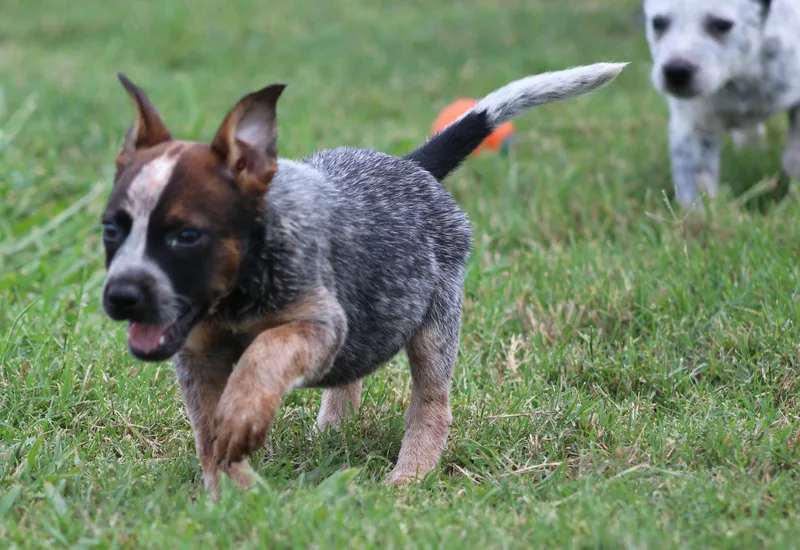 A baby medium-sized female Tricolor (Brown, Black, & White) Australian Cattle Dog / Blue Heeler dog named Sally for adoption in Temple, TX