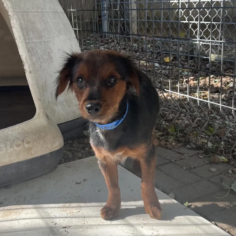 A young medium-sized male Mixed Breed dog named Moose for adoption in Madison, WI