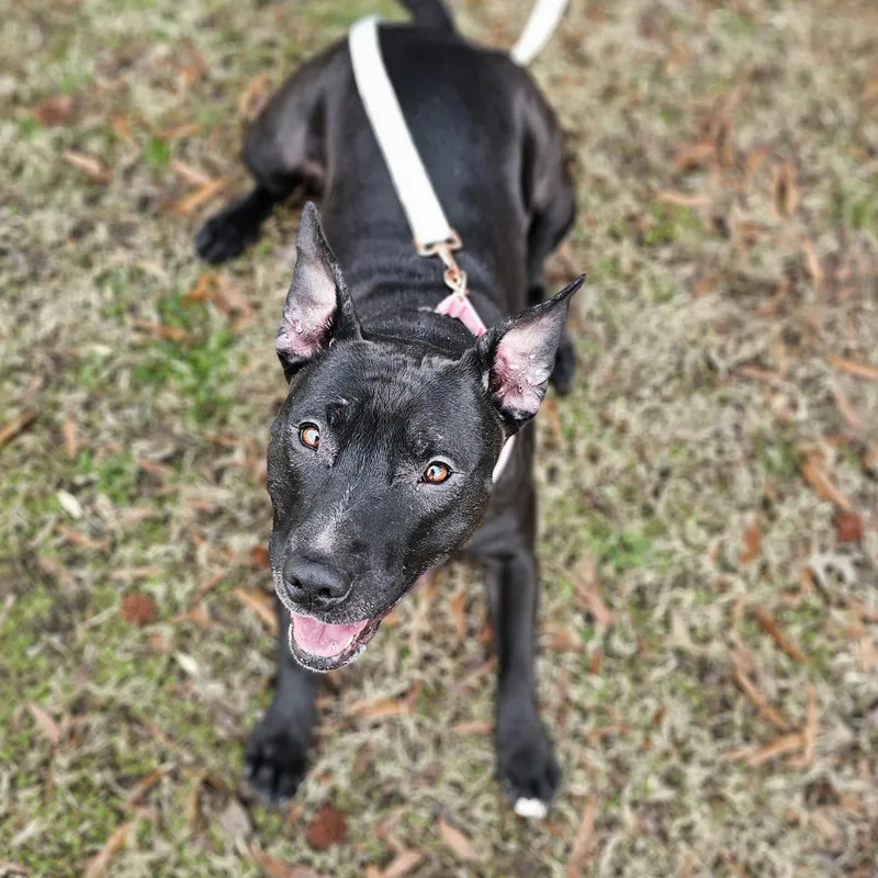 An adult medium-sized female Black Bull Terrier dog named Wednesday for adoption in Chesapeake Beach, MD