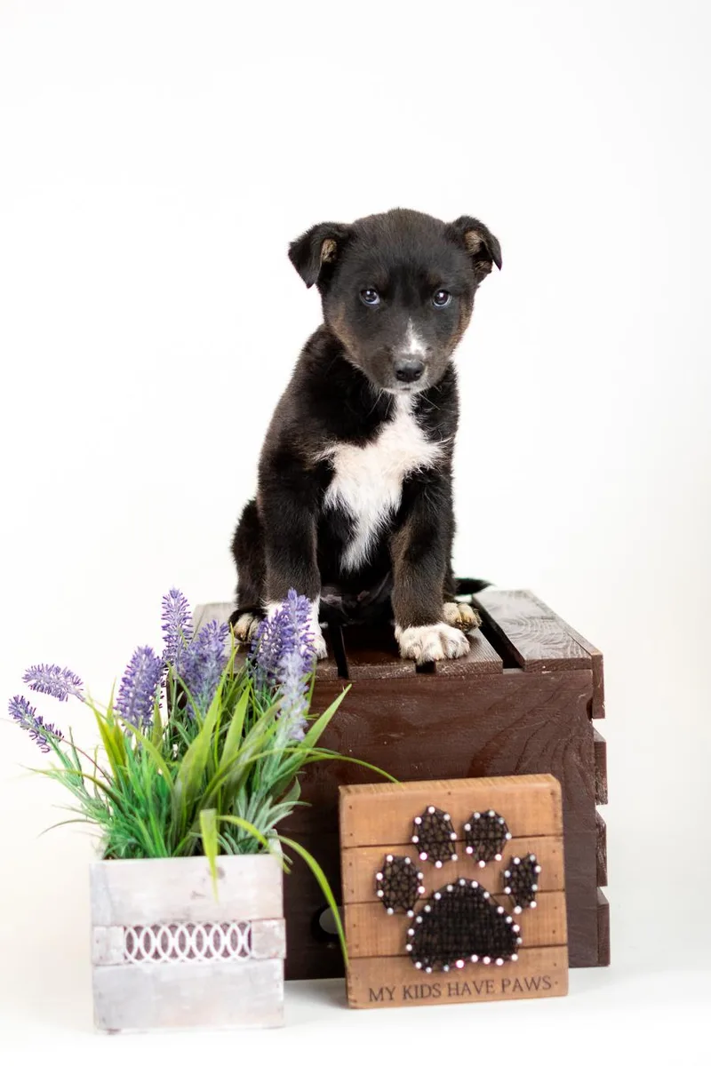 A baby medium-sized male Border Collie dog named 341-26 for adoption in Brighton, CO