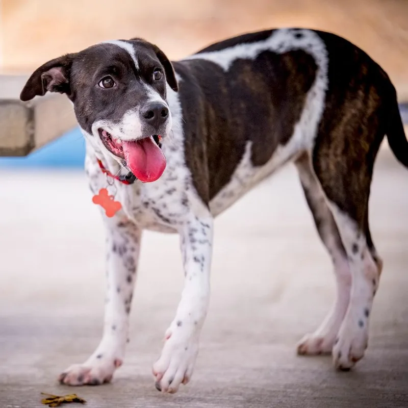 A young medium-sized female Pit Bull Terrier dog named Moon for adoption in Joshua Tree, CA