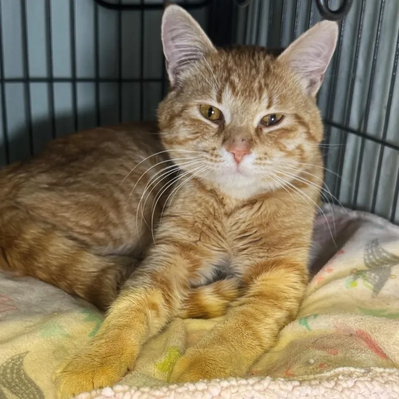 A young medium-sized male Domestic Short Hair cat named Danny for adoption in Saginaw, MI