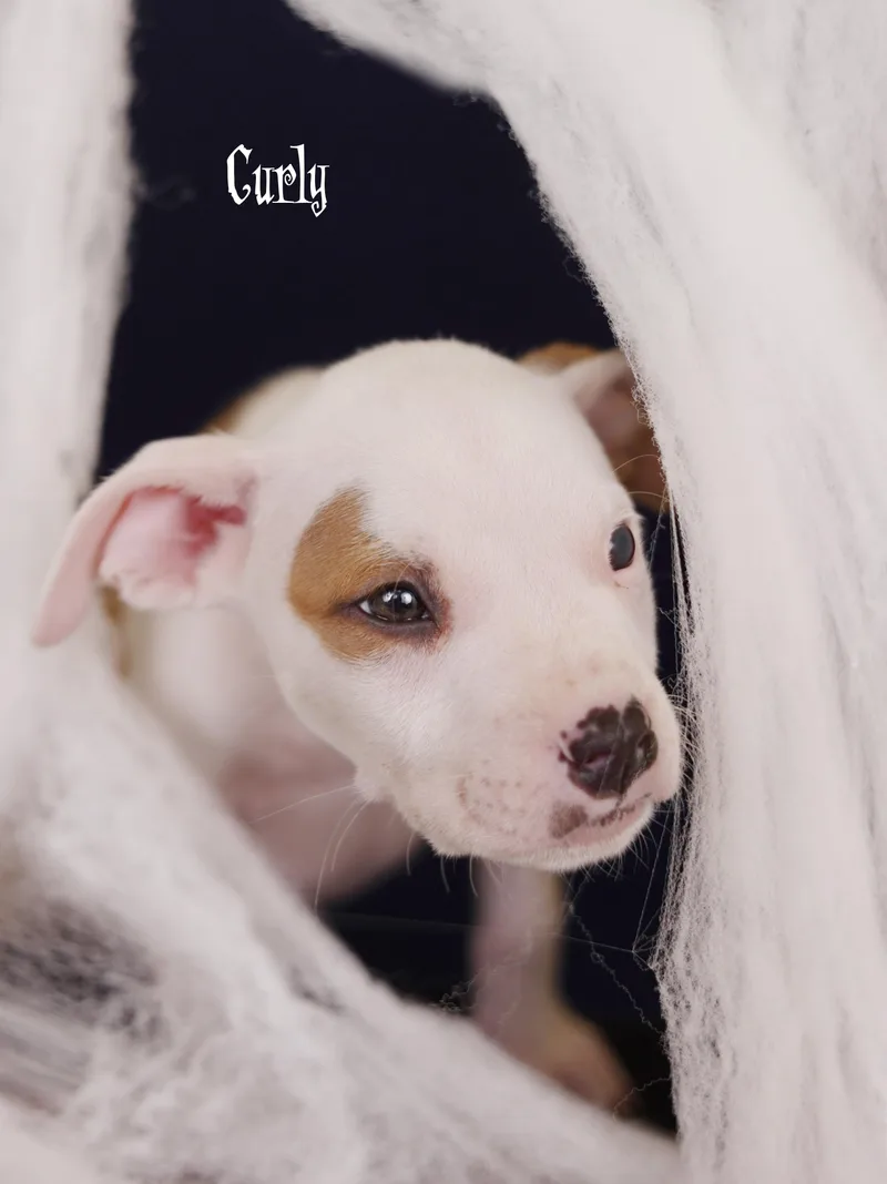 A baby medium-sized male White / Cream Terrier dog named Curly for adoption in Whitestown, IN