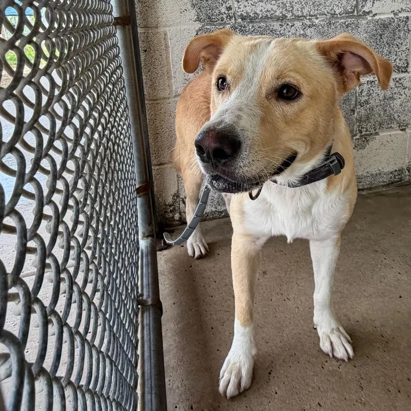 An adult medium-sized male Golden Border Collie dog named Dale for adoption in Edinburg, TX