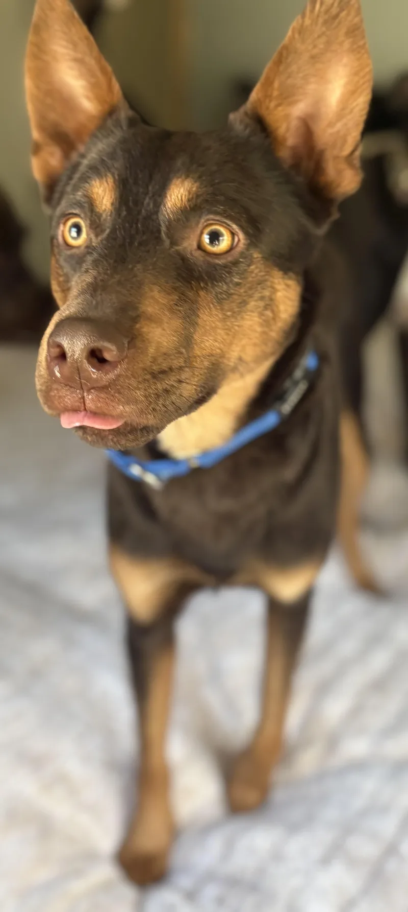 Ronan Murphy thumbnail 2