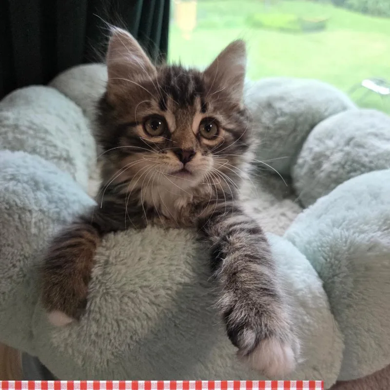 A baby small-sized female Brown / Chocolate Domestic Long Hair cat named Cheeseburger for adoption in Wind Gap, PA