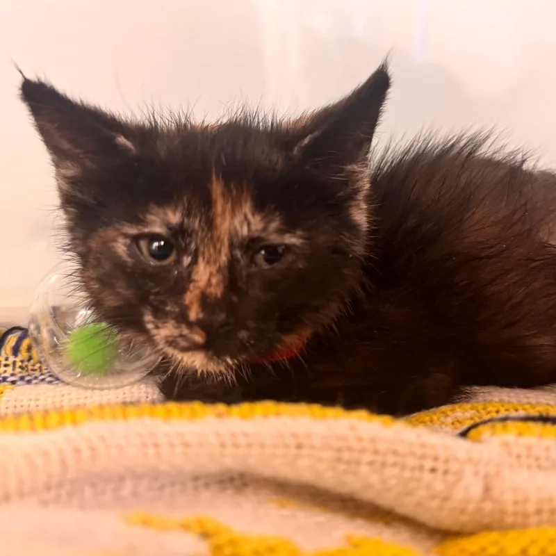 A baby small-sized female Tortoiseshell Domestic Short Hair cat named Heart for adoption in Wheeling, IL