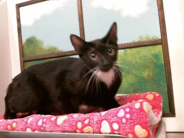 A young medium-sized female Domestic Short Hair cat named Apple for adoption in Houston, TX