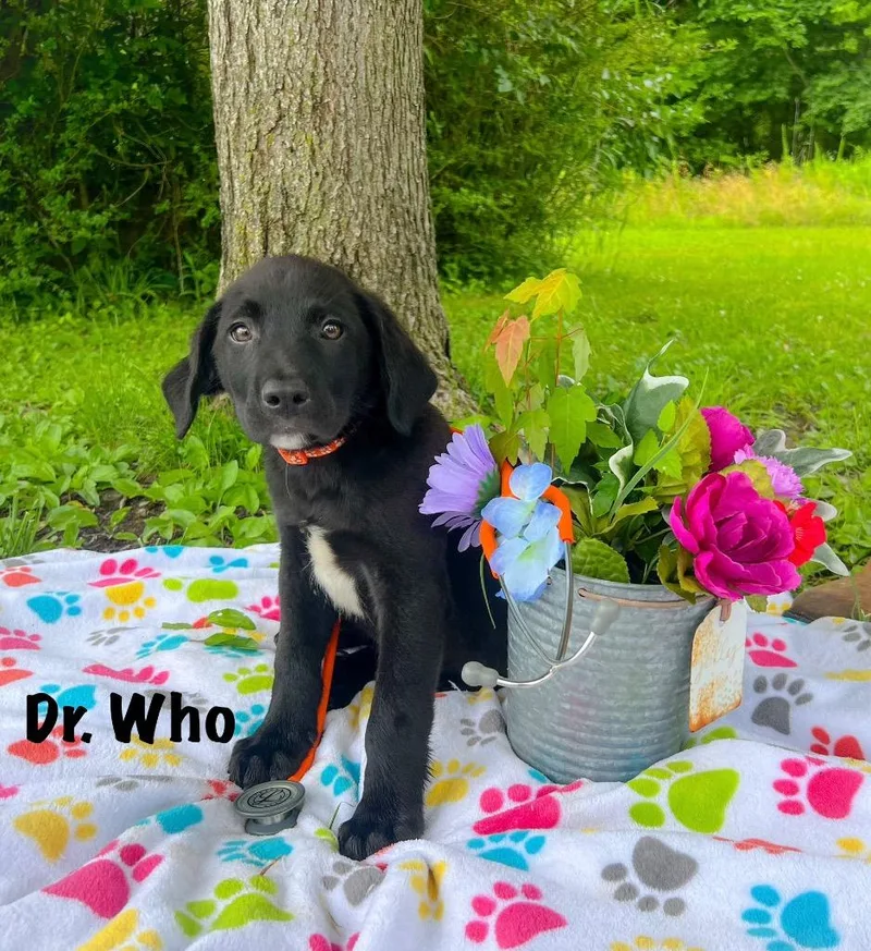 A baby medium-sized male Black Labrador Retriever dog named Dr. Who for adoption in Murray, KY