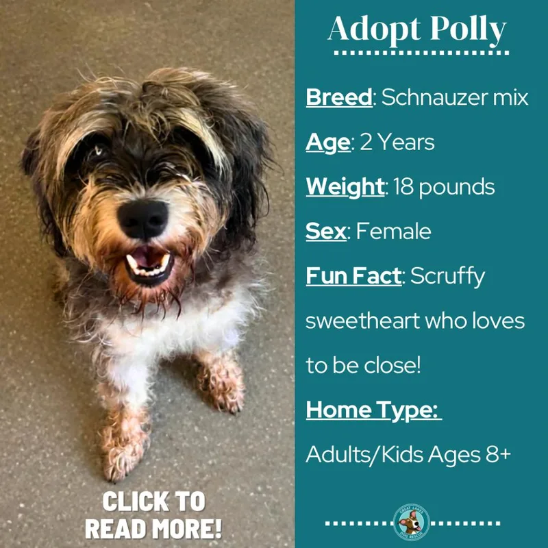 Polly thumbnail 3