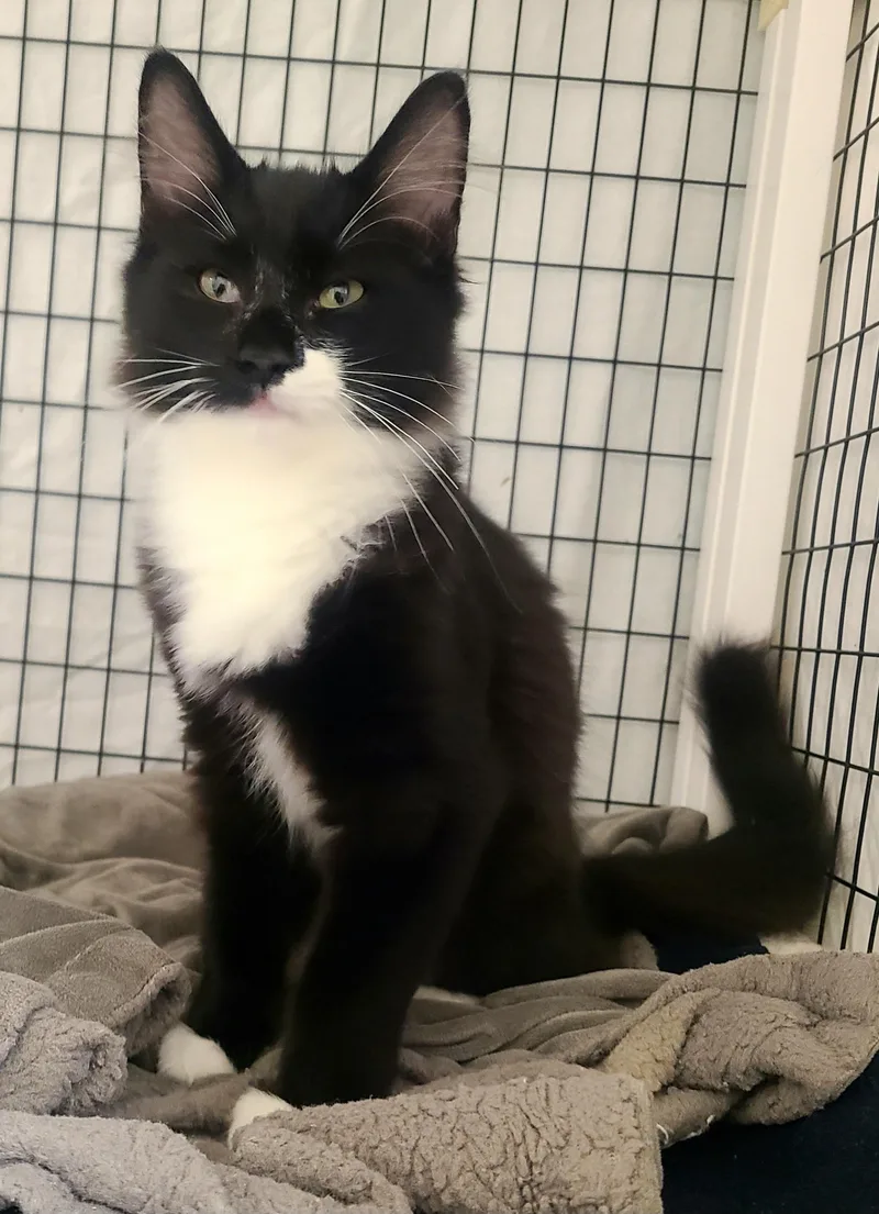 A baby medium-sized male Black & White / Tuxedo Domestic Medium Hair cat named Billie & Finneas for adoption in Kirkland, WA