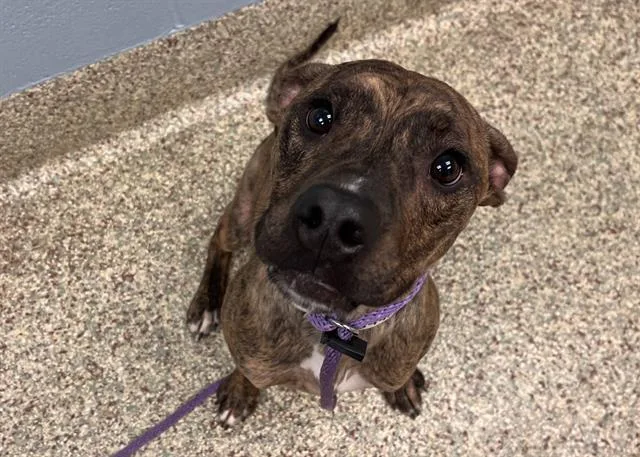 A young medium-sized male Pit Bull Terrier dog named Jeepers for adoption in Colorado Springs, CO