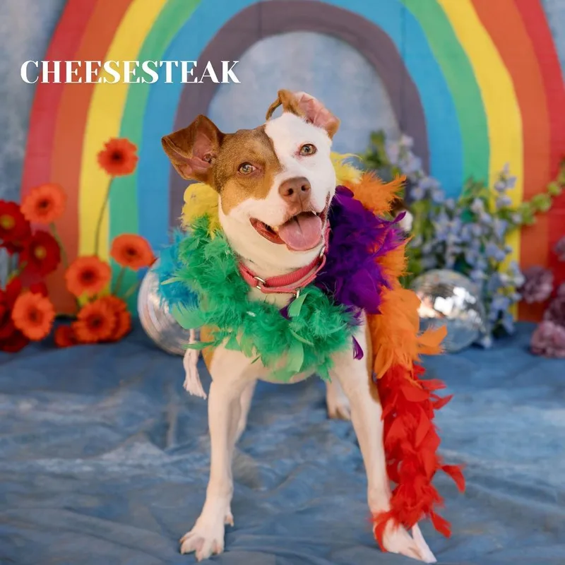 An adult medium-sized female Yellow / Tan / Blond / Fawn Mixed Breed dog named Cheesesteak for adoption in Philadelphia, PA