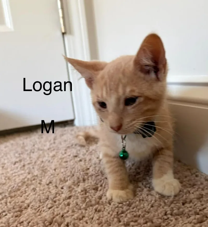 A baby small-sized male Domestic Short Hair cat named Logan for adoption in Darien, GA