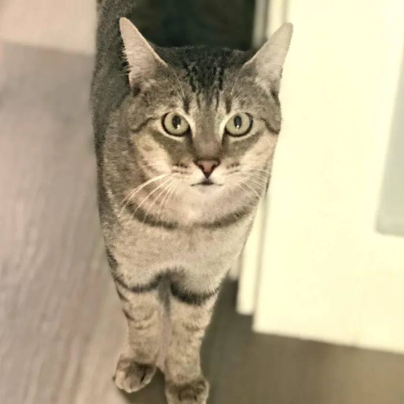 An adult large-sized male Brown / Chocolate Domestic Short Hair cat named Arthur for adoption in Springfield, OR