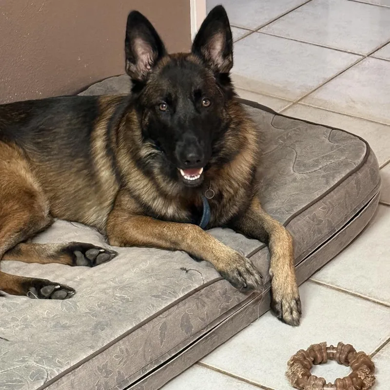 A young large-sized female Belgian Shepherd / Malinois dog named Luna JR for adoption in Austin, TX