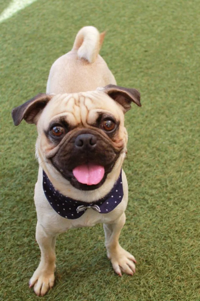 A young small-sized male Pug dog named Manini for adoption in Gardena, CA