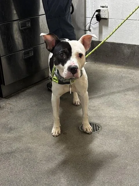 A young medium-sized female Pit Bull Terrier dog named Amber for adoption in Upper Marlboro, MD
