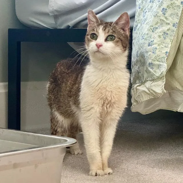 A senior medium-sized female Domestic Short Hair cat named Cytoplasm for adoption in Cincinnati, OH