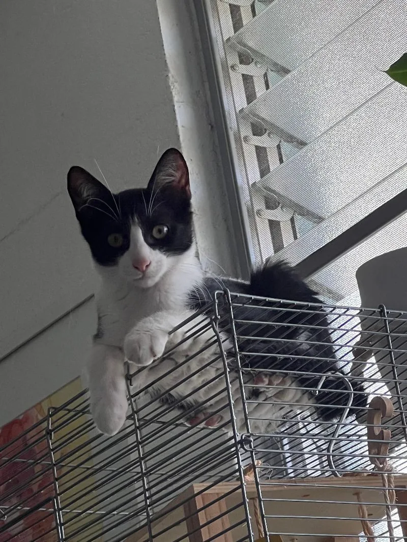 A baby medium-sized male Black & White / Tuxedo Domestic Short Hair cat named Bandit for adoption in Mililani, HI