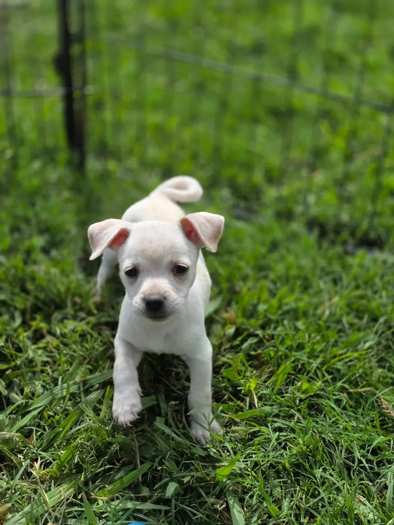 A baby small-sized female Chihuahua dog named Pennie for adoption in Penryn, CA