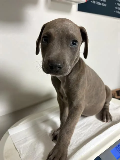 A baby medium-sized male Gray / Blue / Silver Pit Bull Terrier dog named Dolphin for adoption in Thousand Oaks, CA