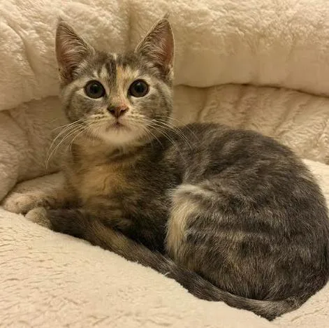 A baby medium-sized female Dilute Tortoiseshell Domestic Short Hair cat named Rain for adoption in Everett, WA