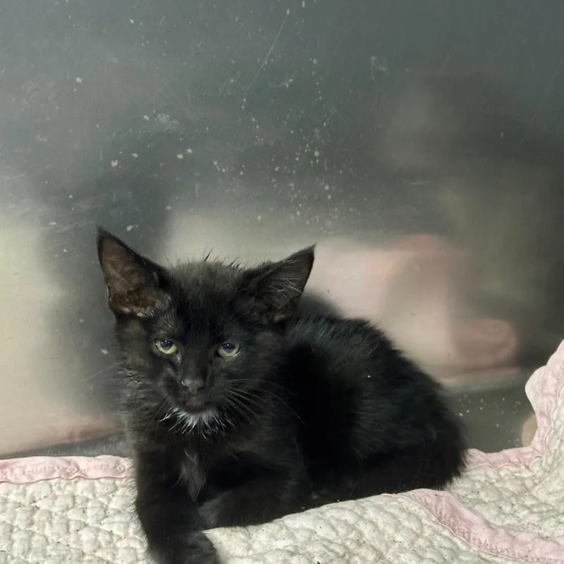 A baby small-sized female Black Domestic Long Hair cat named Alicia for adoption in Coos Bay, OR
