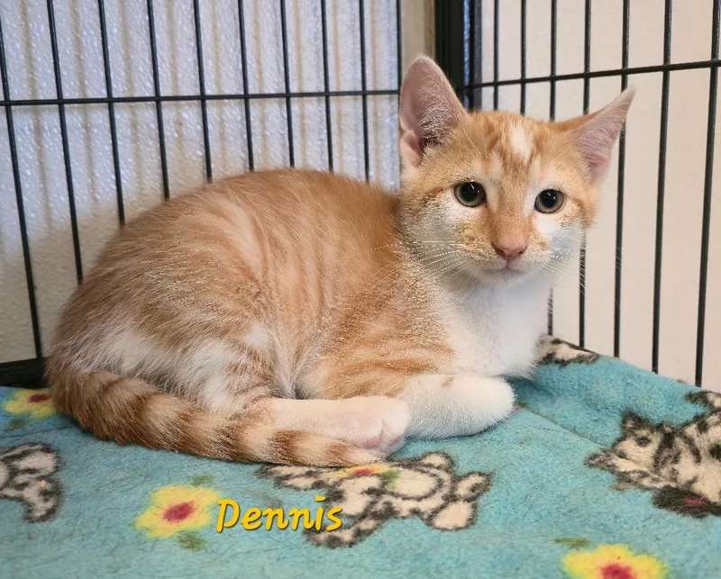 A baby medium-sized male Domestic Short Hair cat named Dennis for adoption in Cedar Rapids, IA