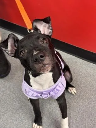 A baby medium-sized female Mixed Breed dog named Peace for adoption in West Chester, PA