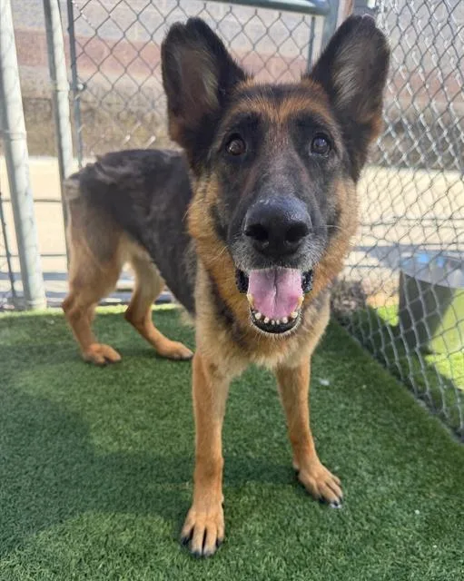 An adult large-sized female Mixed Breed dog named Ruth for adoption in Columbia, SC