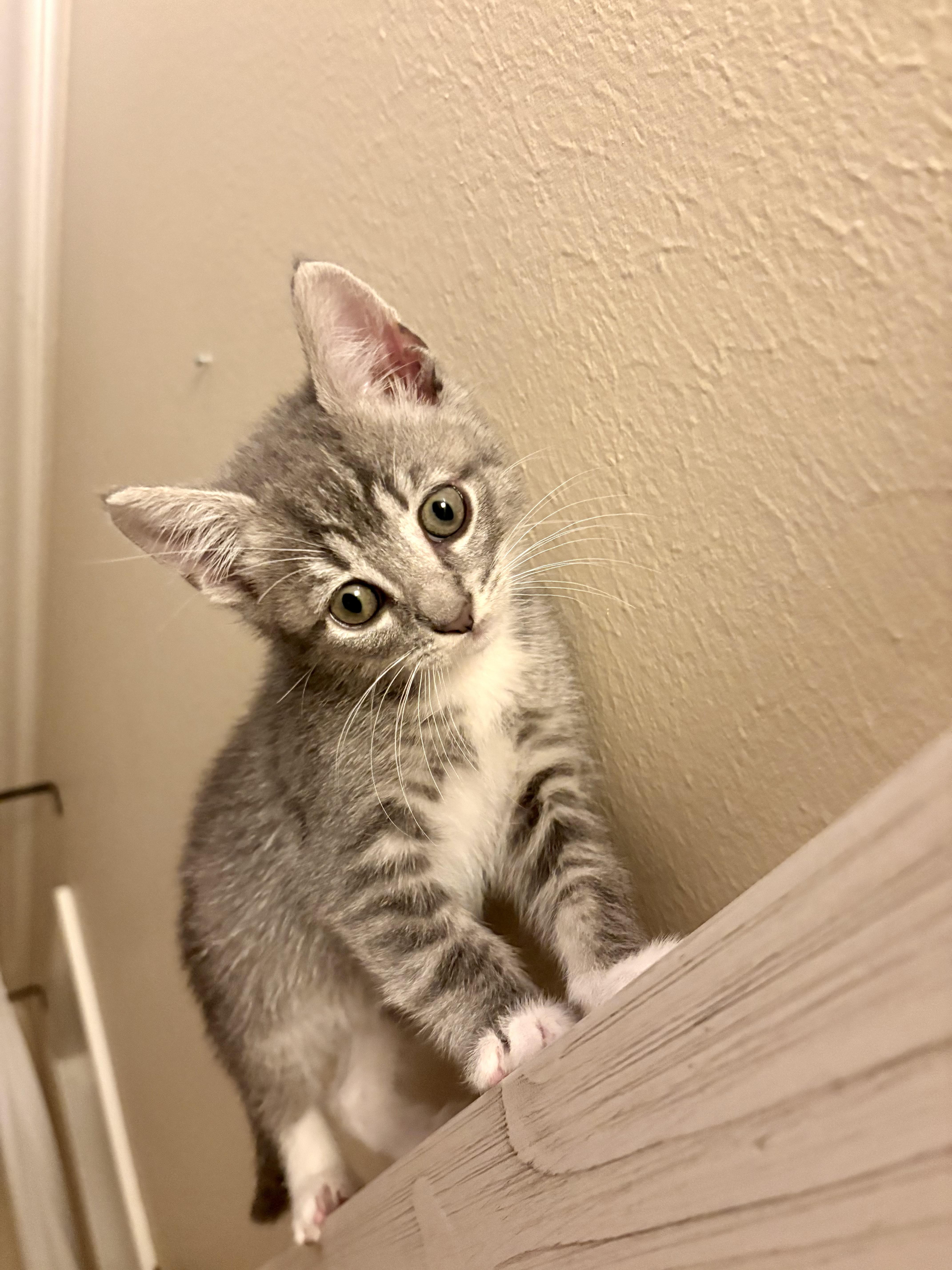 A baby medium-sized female Tabby (Brown / Chocolate) Domestic Short Hair cat named Margarita for adoption in Bryan, TX