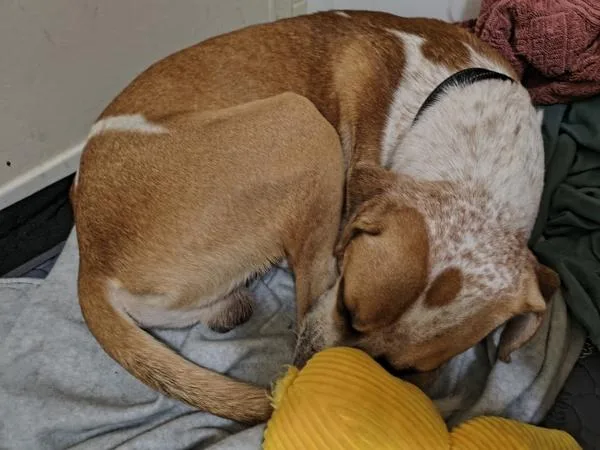 A young large-sized male Australian Cattle Dog / Blue Heeler dog named Bertram ""Bertie"" for adoption in Austin, TX