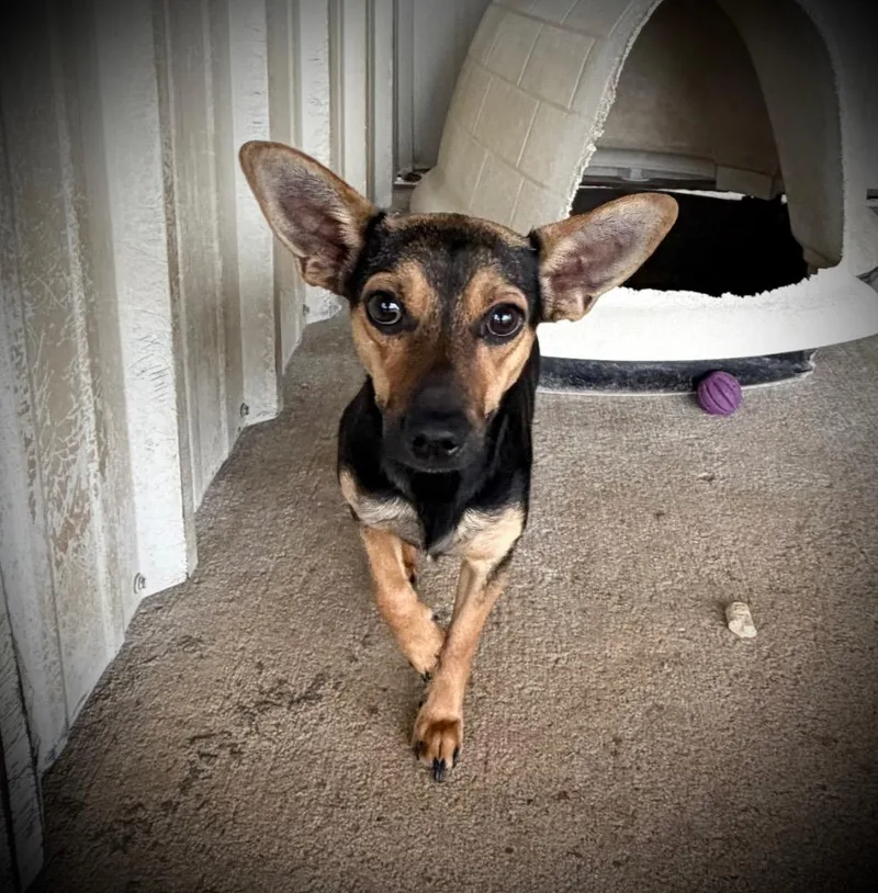 A young small-sized female Chihuahua dog named Karen for adoption in Ada, OK