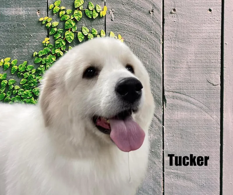 Tucker thumbnail 2