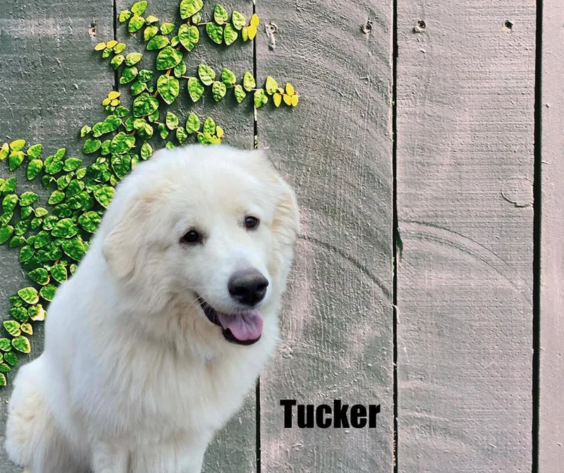 Tucker thumbnail 3