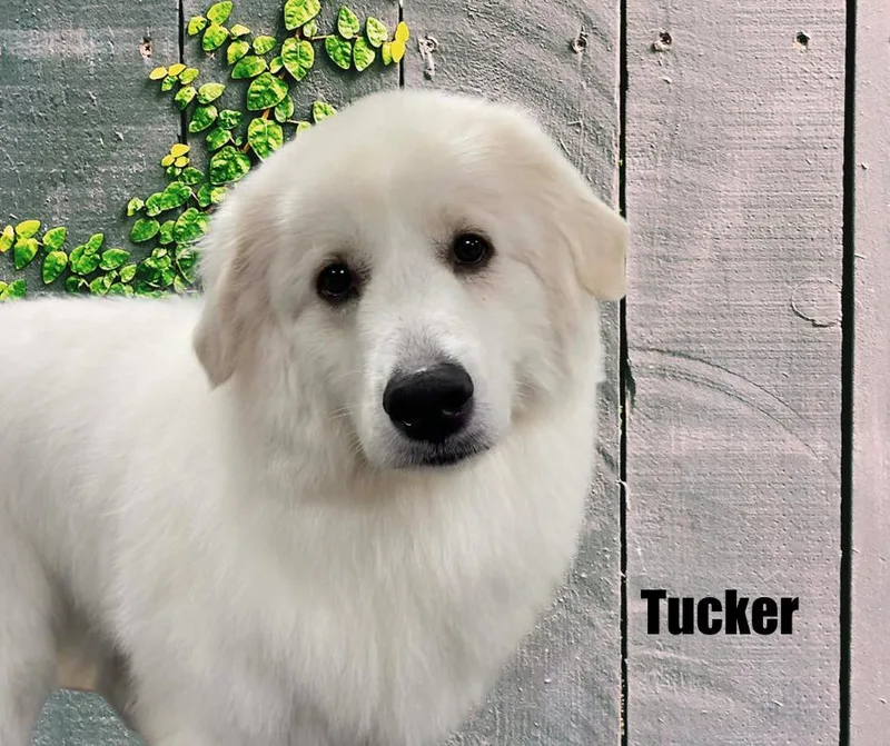 Tucker