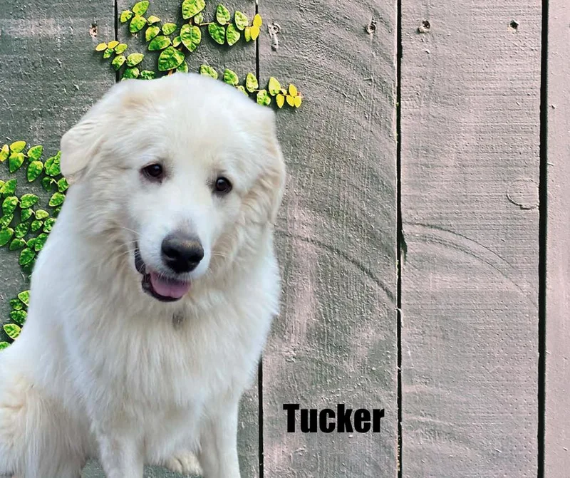 Tucker thumbnail 4
