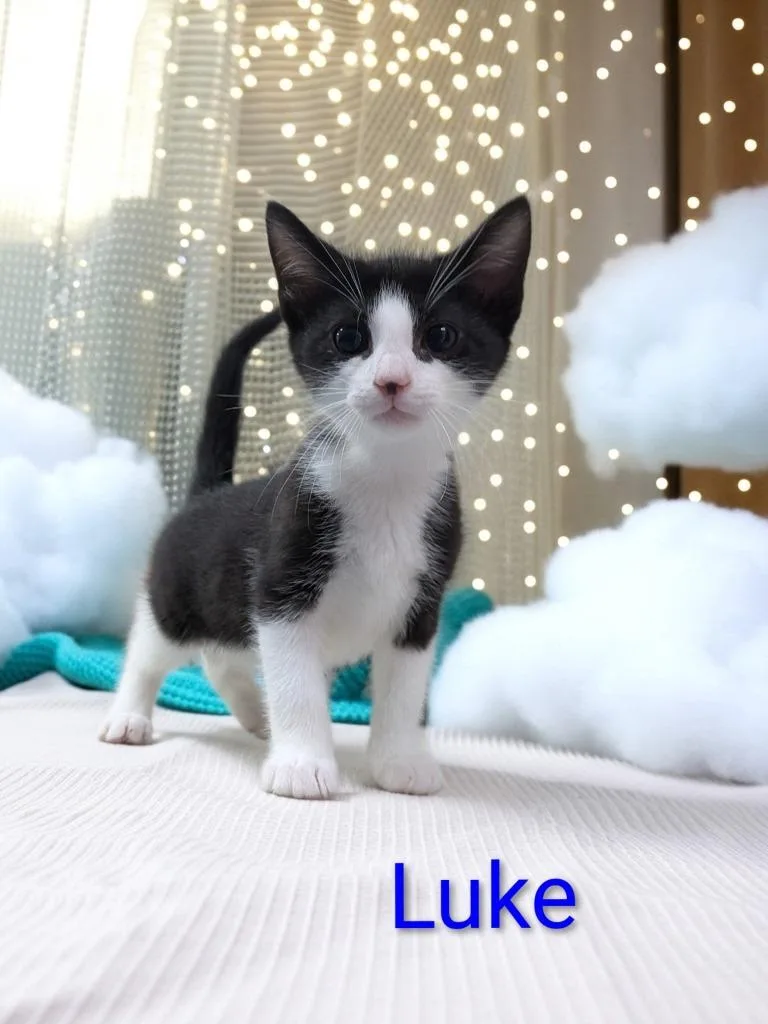 A baby medium-sized male Domestic Medium Hair cat named Luke for adoption in Jim Thorpe, PA