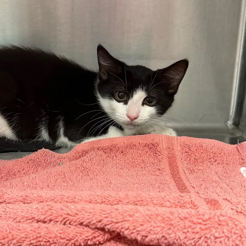 A baby small-sized male Black Domestic Short Hair cat named Cow for adoption in East Hanover, NJ