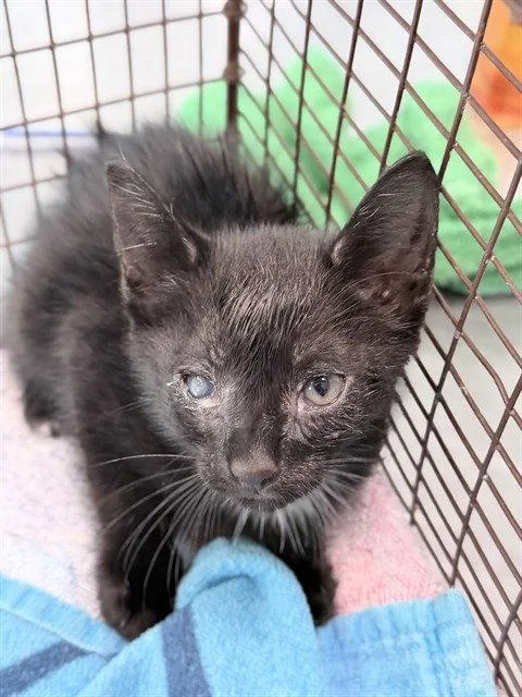 A baby small-sized male Black & White / Tuxedo Domestic Short Hair cat named Paul Revere for adoption in Tavares, FL