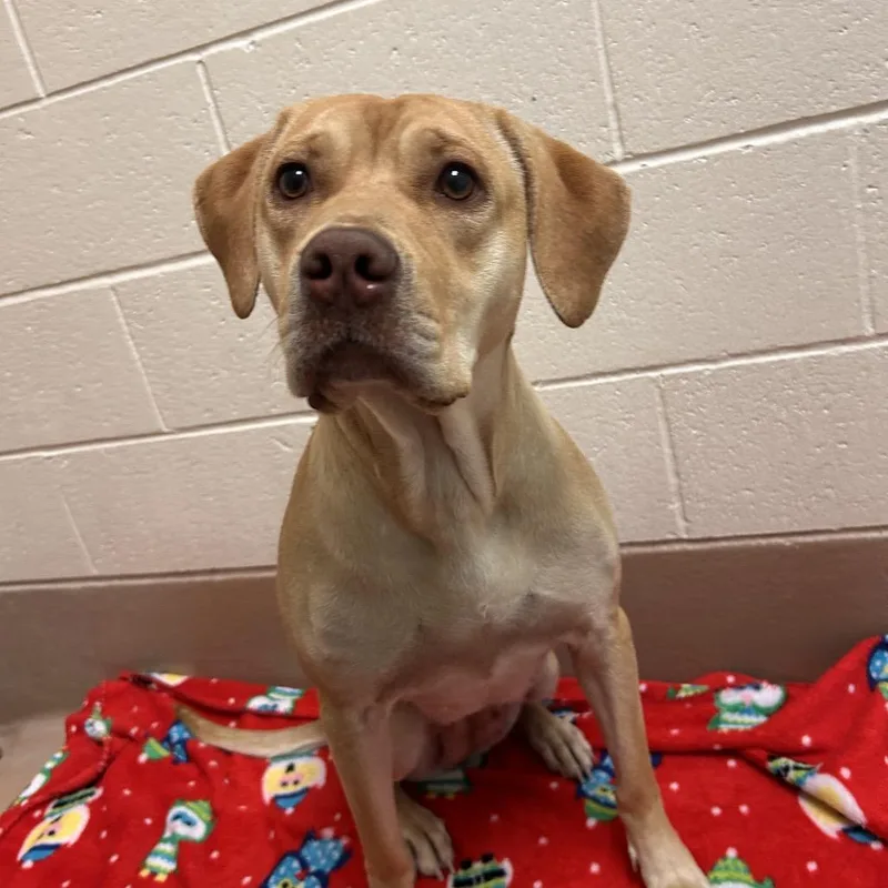 An adult large-sized female Yellow / Tan / Blond / Fawn Labrador Retriever dog named Roxie for adoption in Reno, NV