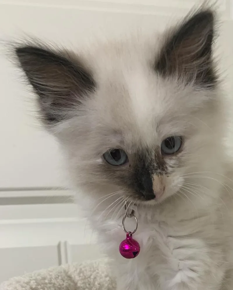 A baby medium-sized female Buff / Tan / Fawn Extra-Toes Cat / Hemingway Polydactyl cat named Snowflake for adoption in Pasco, WA