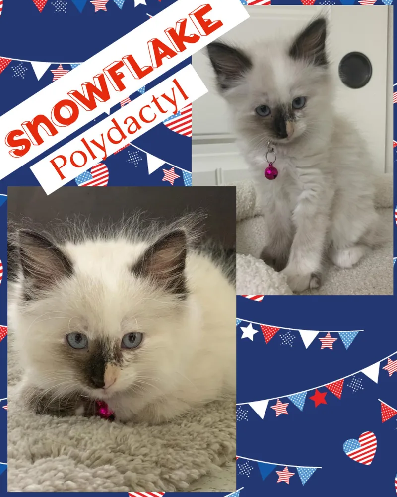 Snowflake thumbnail 6