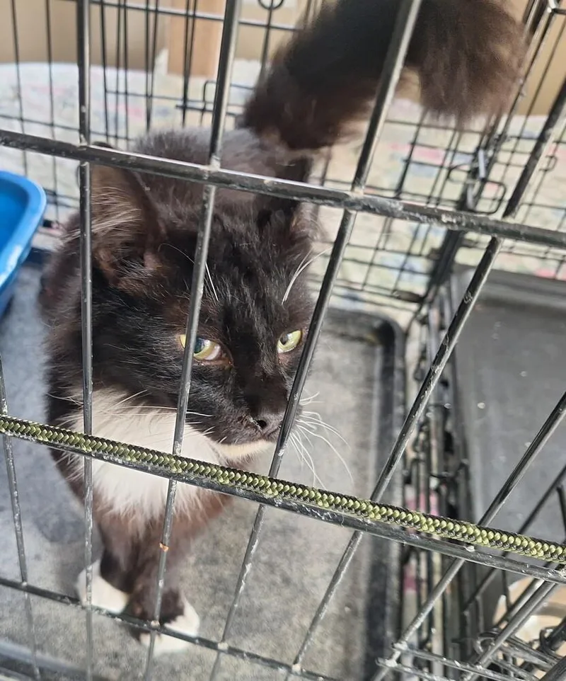 An adult small-sized male Black & White / Tuxedo Domestic Medium Hair cat named Hans Hall for adoption in Greensboro, NC