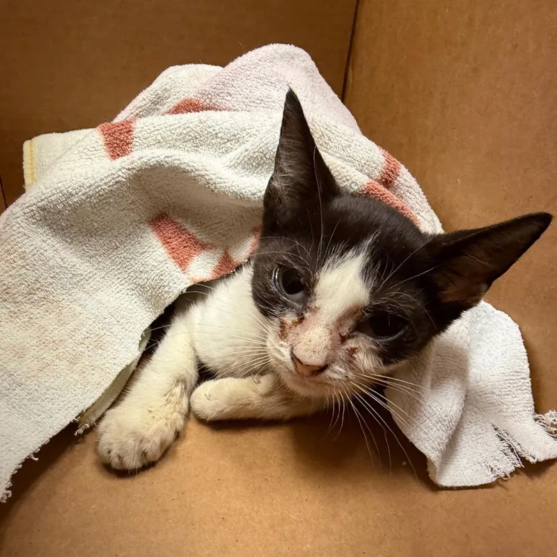 A baby small-sized male Black Domestic Short Hair cat named Fargo for adoption in Jacksonville, FL