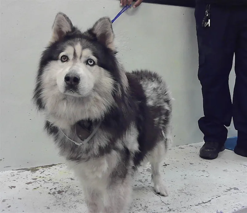 An adult medium-sized male Siberian Husky dog named Dakota for adoption in Houston, TX