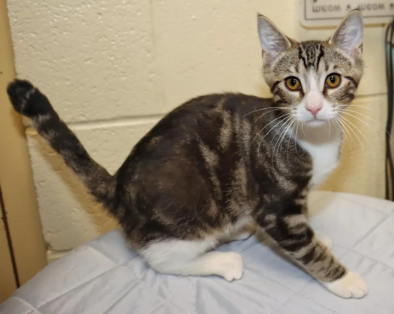 A baby medium-sized male Tabby (Brown / Chocolate) Tabby cat named Jack for adoption in Euclid, OH